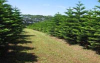 Norfolk Pines Farm