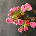 cherry-blossoms Cherry Blossoms ^