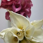 dscf6069 Cala Lilies ^