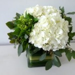 Hydrangea Hydrangea ^