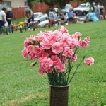 dscf7674 Carnation ^