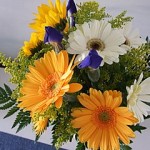 gerber-daisy Gerbera Daisy ^