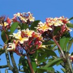 pict0092 Plumeria ^