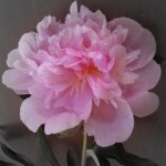 Peony Peony ^