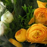 pict8176 Ranunculus ^
