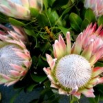 pict8774 Queen Protea ^
