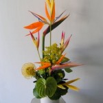 pict9505 Bird of Paradise ^