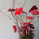 pict9709 Anthurium ^