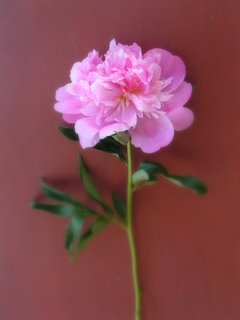 peony