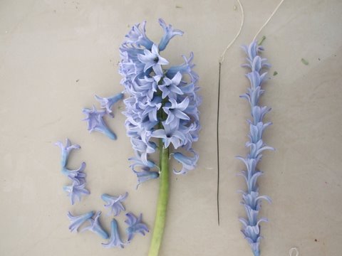 blue-hyacinth-flower-lei.jpg