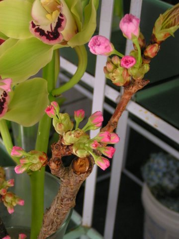 cherry-blossom cherry-blossom