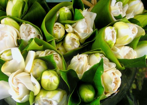gardenia