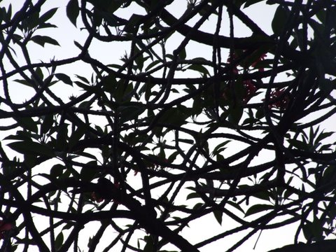 plumeria_shadow