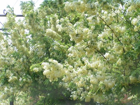 shower-blossoms