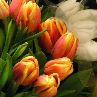tulip-special