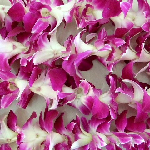 Lei-special tulip-special
