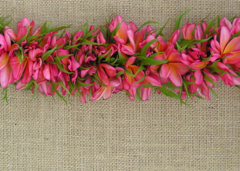 May day lei contest plumeria