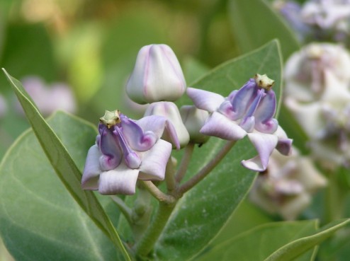 crown flowers